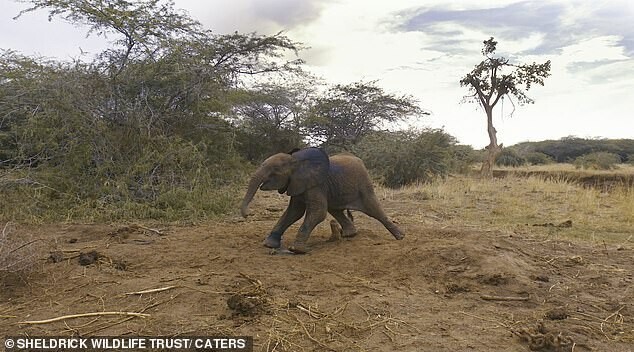 В Кении слоненок попал в ловушку браконьеров, не в силах выбраться