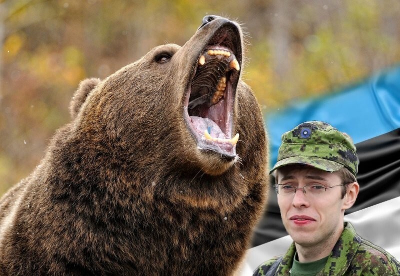 Нашествие медведей в Эстонии. Теперь точно подумают, что это Российская агрессия