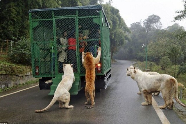 "Зоопарк наоборот" в Китае - здесь люди находятся в клетке, а животные - на свободе