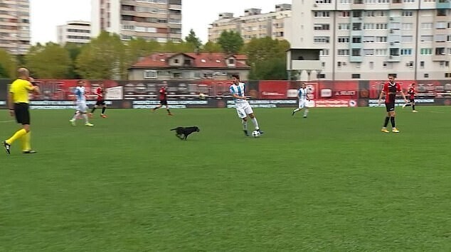 Собака сорвала футбольный матч премьер-лиги в Боснии