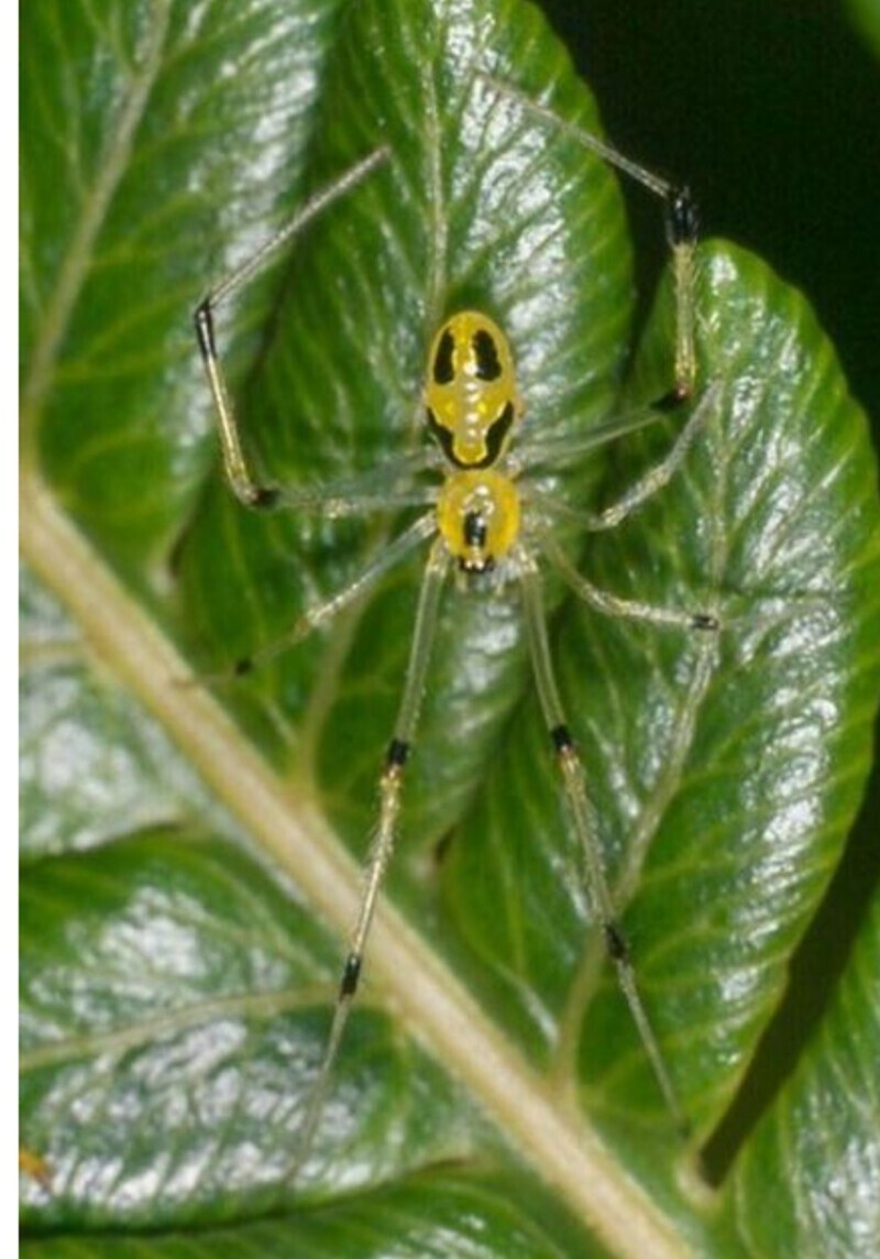 Theridion grallator – паук со смайликом