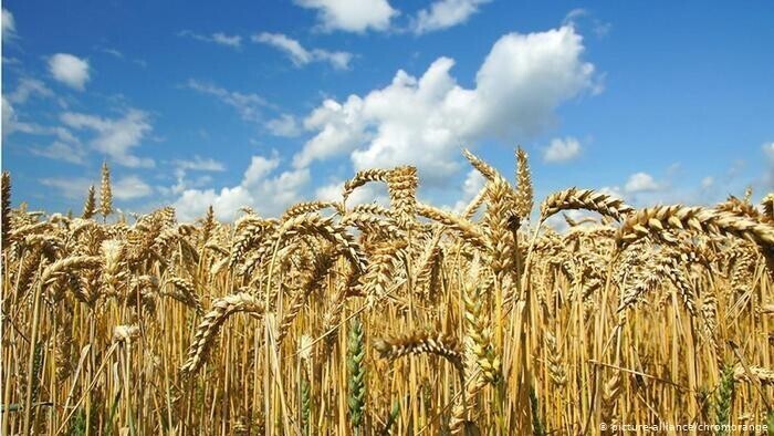На Алтае снова выявили пшеницу первого класса