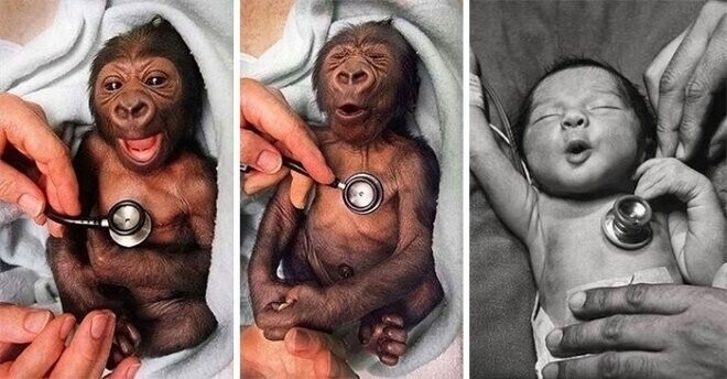 Новорожденная горилла реагирует на холодный стетоскоп