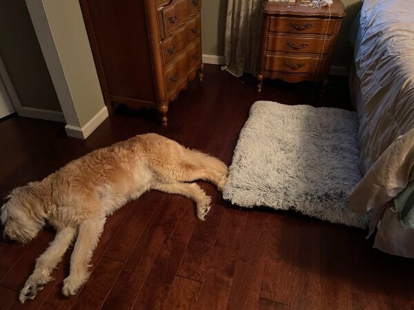 "Наш пес любит спать возле кровати. Купила ему мягкий коврик. А он не оценил"
