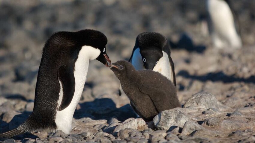 Пингвин Адели: Любовь, которую можно приобрести за красивый круглый камушек