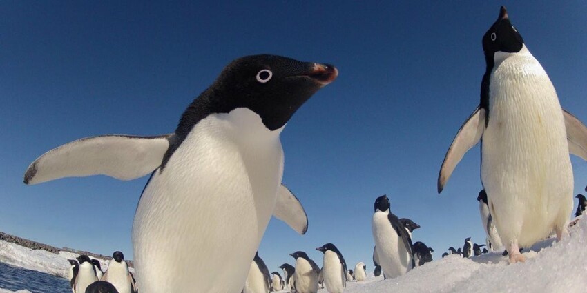 Пингвин Адели: Любовь, которую можно приобрести за красивый круглый камушек