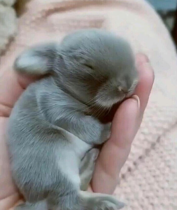 Кролик почти после рождения