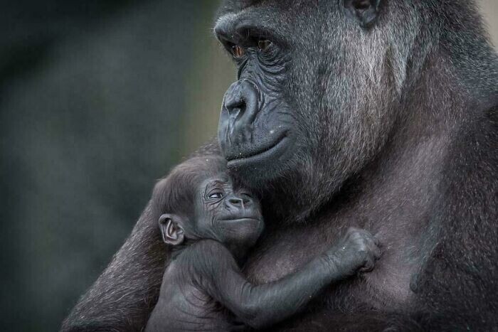 Новорожденный детеныш гориллы