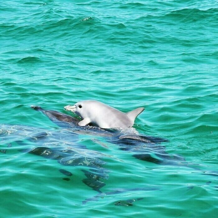 Дельфиненок катается на спине мамы