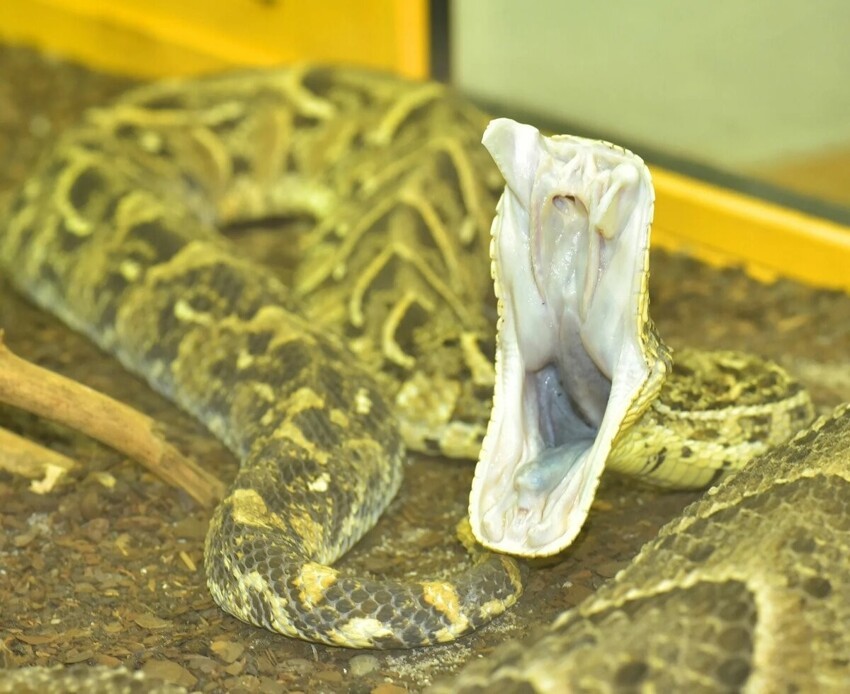 Габонская гадюка: Смертельно опасная рептилия, которую сложно заставить укусить, даже если держать на руках