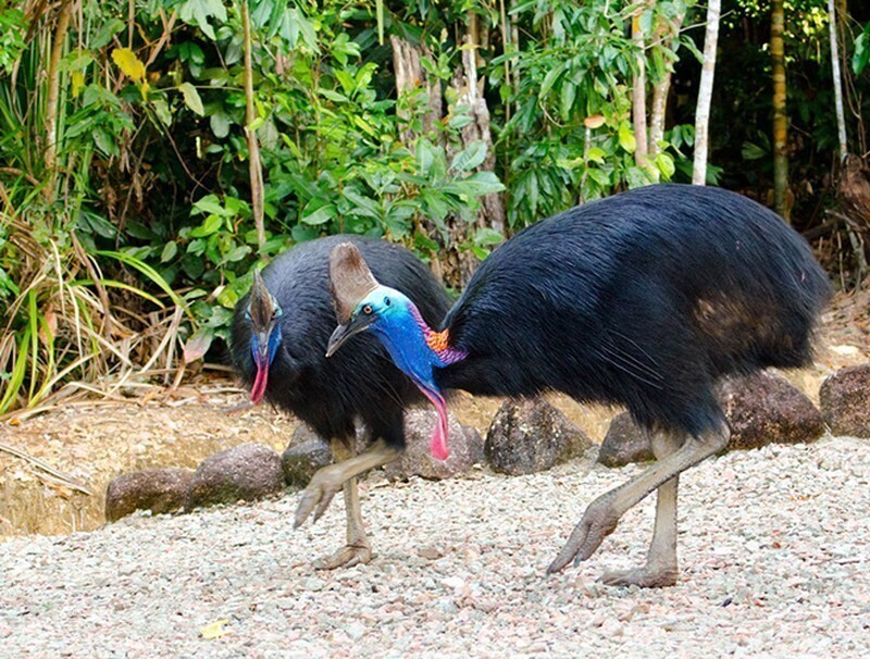 Ученые выяснили, каких птиц люди приручили задолго до кур