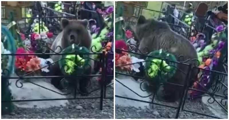 В Ханты-Мансийске медведь пришел на кладбище, чтобы полакомиться конфетами
