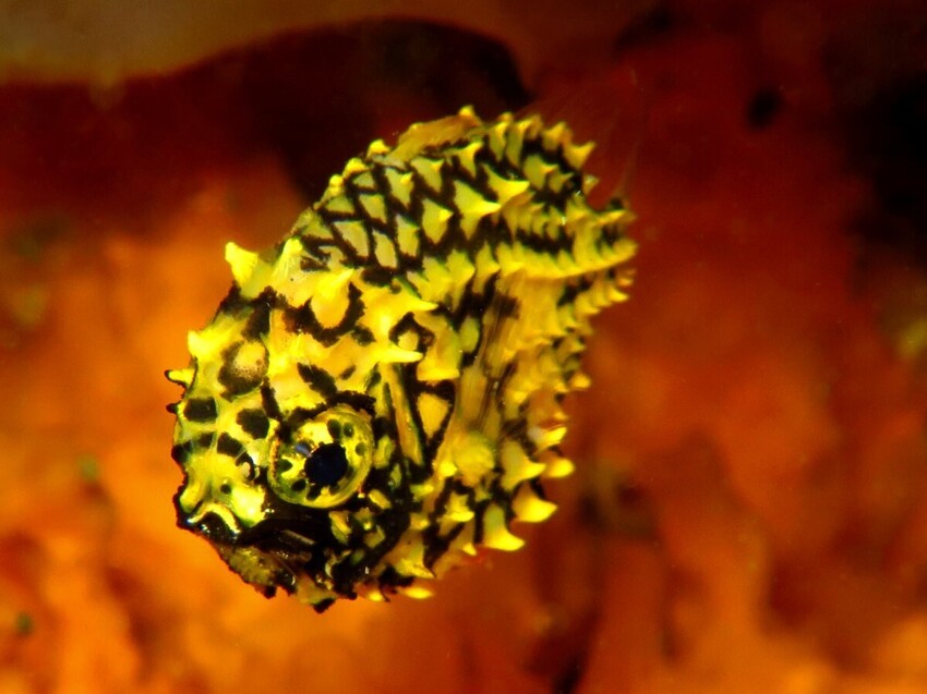Морской шишечник: Рыба-ананас, который невозможно съесть! Её чешуя — латы, а рот извергает свет