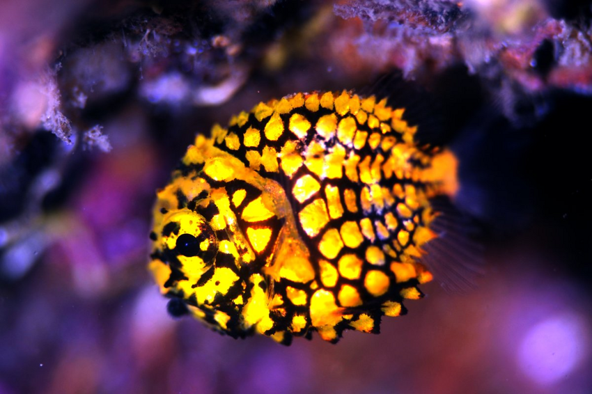 Морской шишечник: Рыба-ананас, который невозможно съесть! Её чешуя — латы, а рот извергает свет