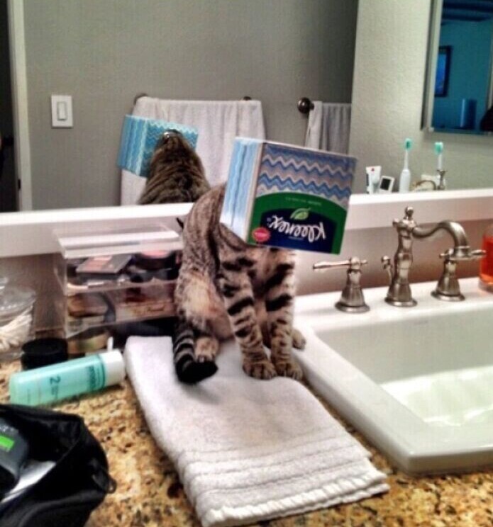 "Я услышала, как мой кот мяукает из ванной. Зашла и увидела это"