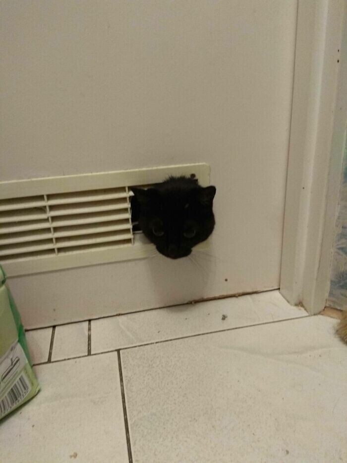 "Кот моих родителей погрыз решетки в ванной, чтобы следить за всеми"