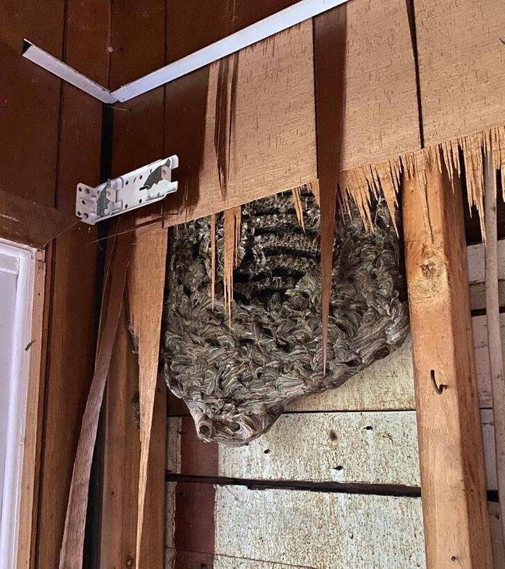 «Мы готовим к ремонту мой коттедж и нашли это осиное гнездо в стене спальни. Все эти годы я мирно жил в фильме ужасов »