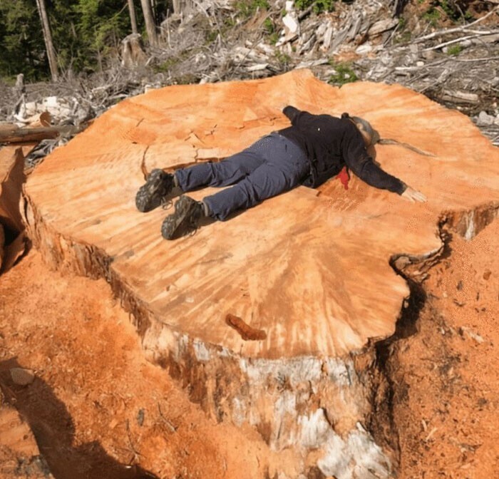 4. Размер деревьев, которые вырубают в Канаде, по сравнению с размером человека