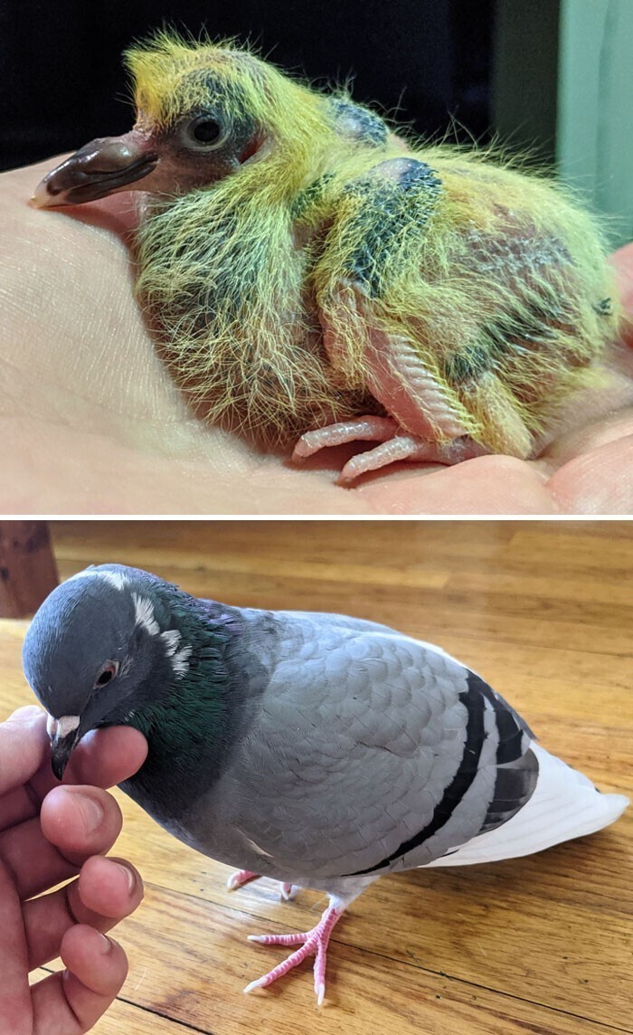 35. Домашний голубь. Слева - 1 неделя, справа - 6 месяцев