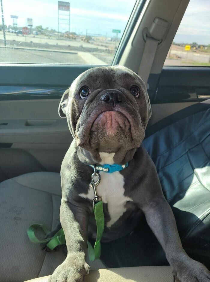 "Вот как выглядит мой пес, когда я запрещаю ему садиться ко мне на колени в машине"