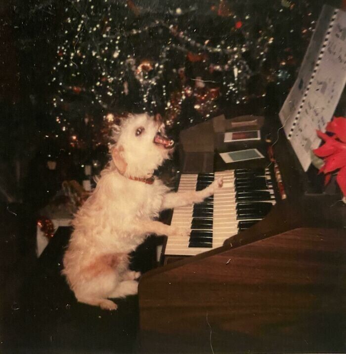 Самое обычное фото - собака исполняет песню