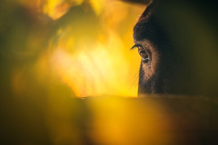 20+ чудесных фото осликов, которые показывают, какие они милые животные