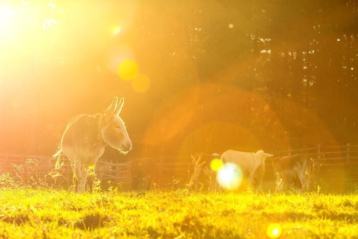 20+ чудесных фото осликов, которые показывают, какие они милые животные