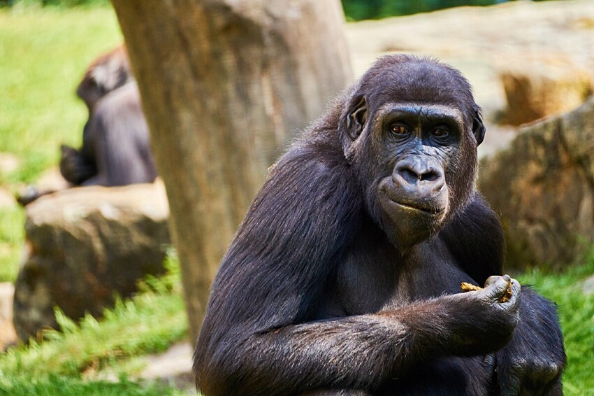 Как живут гориллы: 10 интересных повадок и привычек из жизни самых крупных обезьян