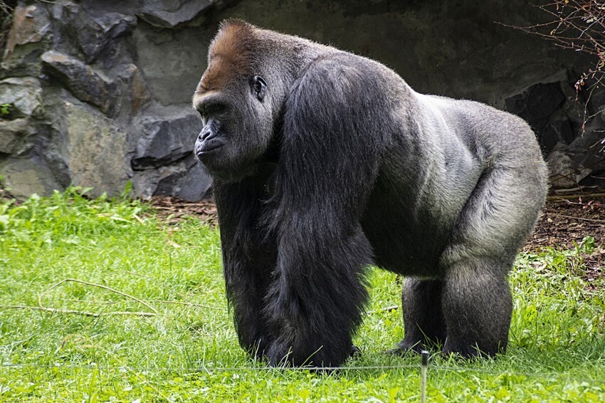 Как живут гориллы: 10 интересных повадок и привычек из жизни самых крупных обезьян