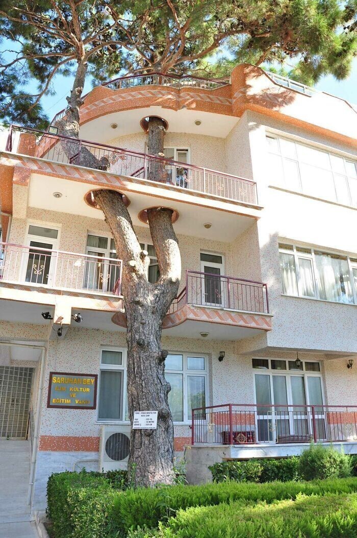 19. 325-летнее дерево было вписано в конструкцию здания, потому что турецкие власти не разрешили его срубить