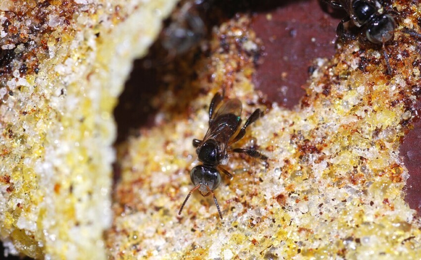 Пчёлы-стервятники: Улей из плоти, а мёд из мяса. Неправильные пчёлы, которые собирают падаль вместо пыльцы