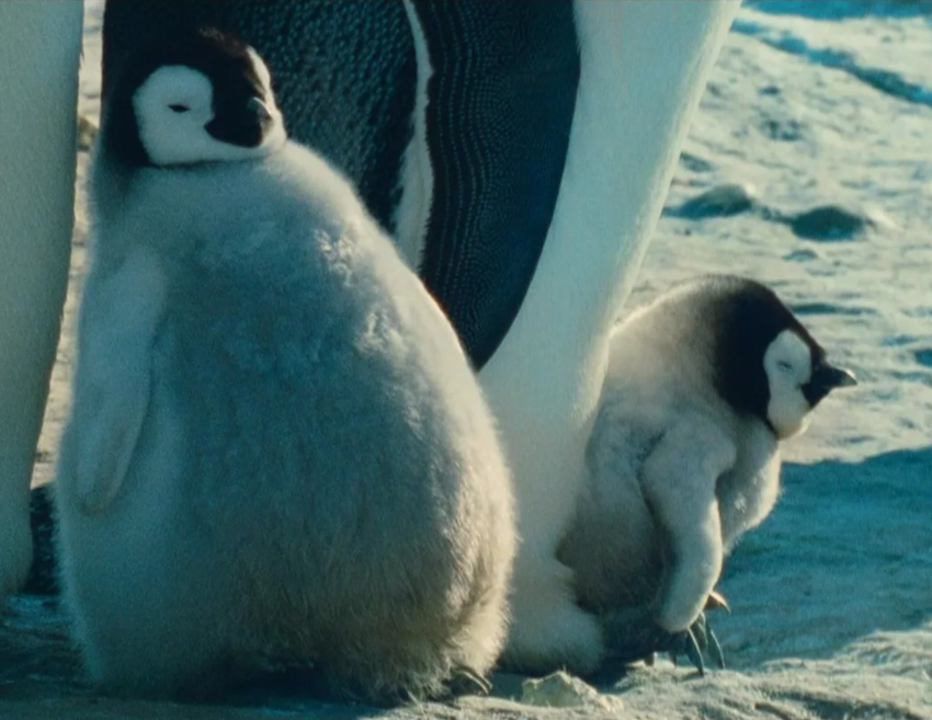 Бронежилет из жира. Почему пингвины безболезненно бьются о скалы, а белые медведи не боятся пуль?