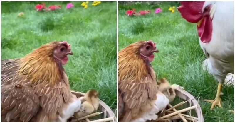 Курица удивила петуха необычными детенышами