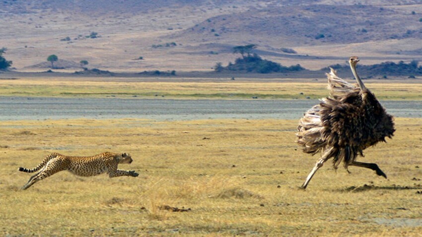Страус: Не каждый лев переживёт такую охоту. Реальная опасность и поведение крупнейшей птицы