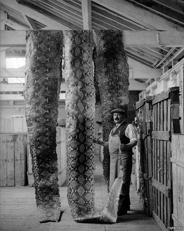 Просушка змеиных шкур на складе Лондонского порта, 1930 год