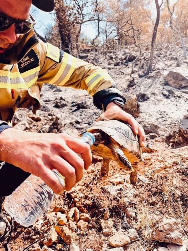 13. Пожарный поит черепаху, которую спас во время лесных пожаров в Греции