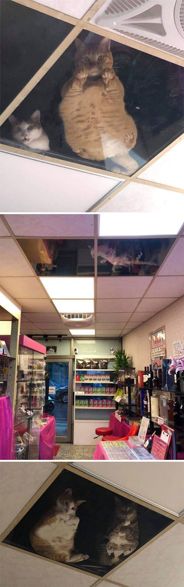 1. Владелец магазина установил окна в потолке, чтобы кошки могли наблюдать за ним, пока он работает