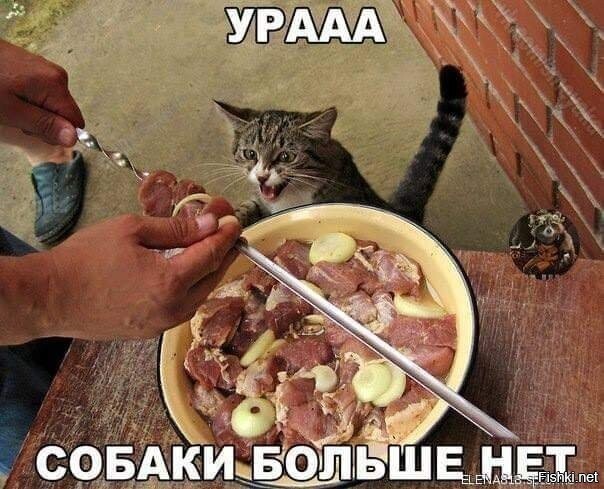 Котячья радость