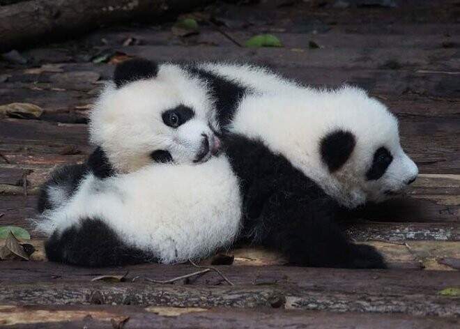 Половина всех родов панд приводит к рождению двойняшек, однако оба детеныша очень редко выживают, поскольку гигантские панды почти всегда бросают второго детеныша