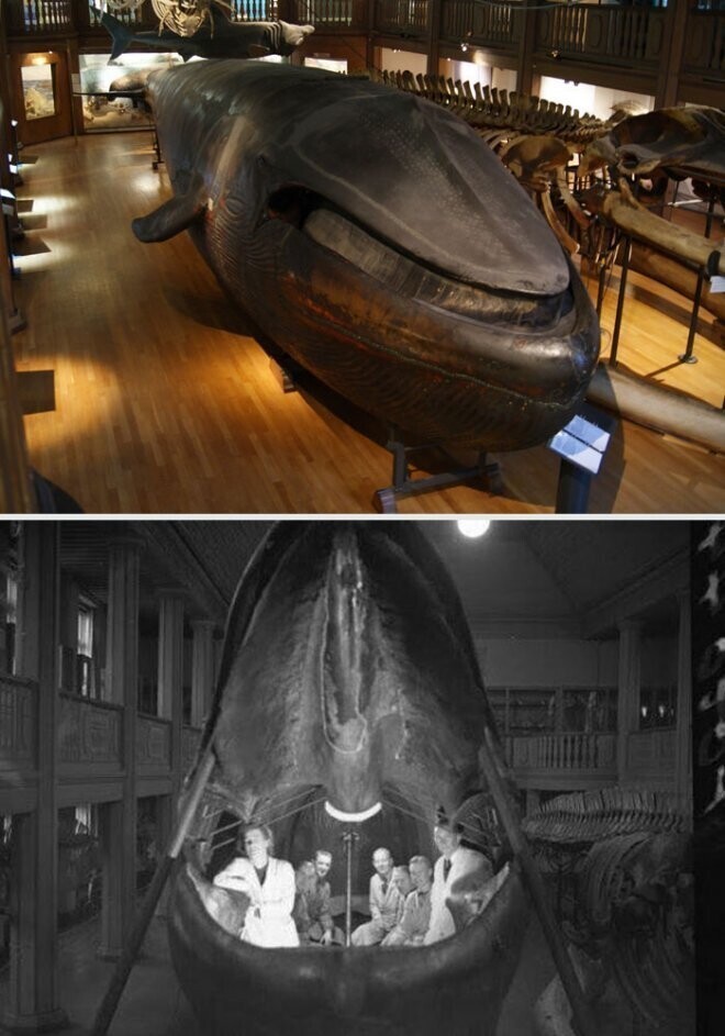 В шведском музее, был выставлен кит для всеобщего обозрения, пока в нем не была поймана пара, занимающаяся любовью (1930-е годы)