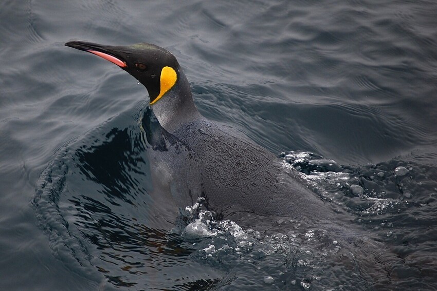 Как живёт королевский пингвин: 10 интересных особенностей из жизни крупной нелетающей птицы