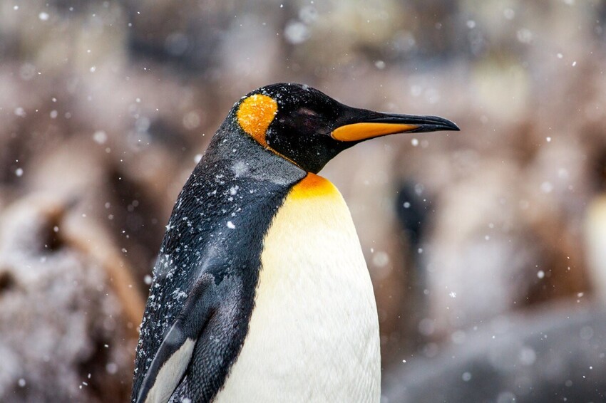 Как живёт королевский пингвин: 10 интересных особенностей из жизни крупной нелетающей птицы