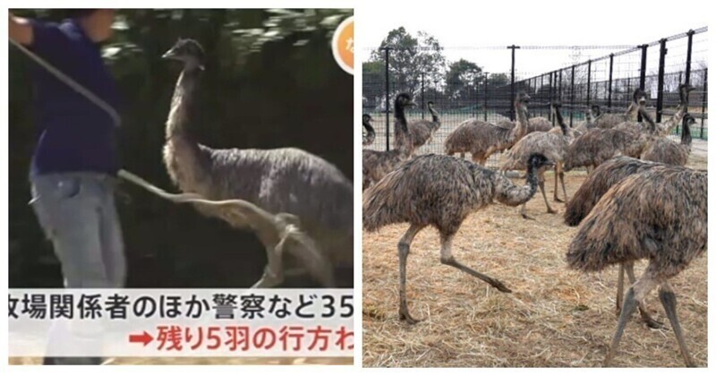 В Японии страусы эму совершили побег с фермы