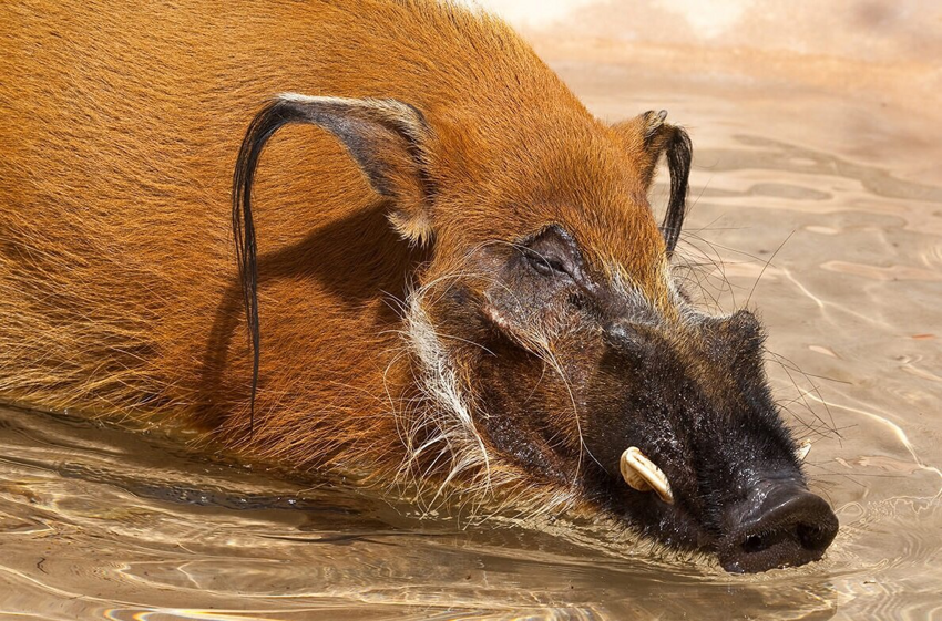 Кистеухая свинья: Злобные хрюшки, которые терроризируют Африку