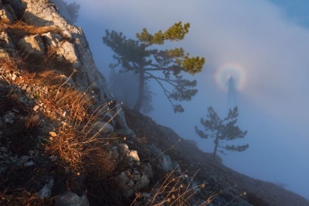 Глория и Брокенский призрак.
Глория - радуга, возникающая в противоположном Солнцу направлении на облаках или тумане. А Брокенский призрак - тень от объекта-наблюдателя.