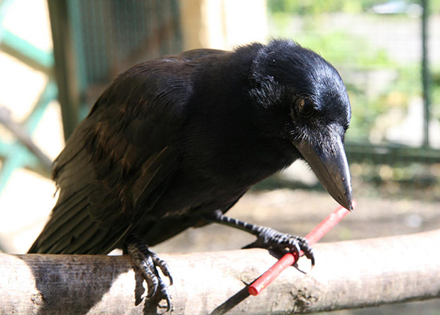 Новокаледонский ворон: птица, которая уделала по интеллекту даже обезьян