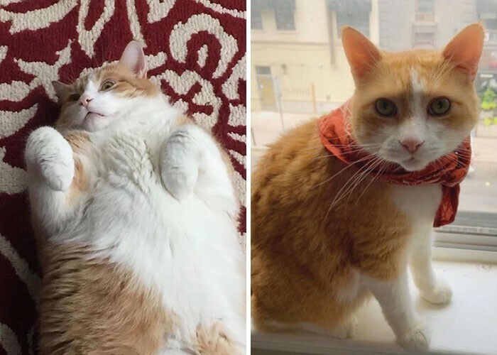 3. "Когда мы взяли нашего кота из приюта, он весил 10,5 кг и страдал от диабета. Теперь его вес - 5,5кг и он здоров"