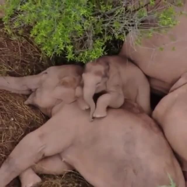 Слоны-путешественники, которые за 15 месяцев прошли 500 км, отдыхают в лесу 