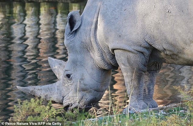 Умер самый старый белый носорог в мире