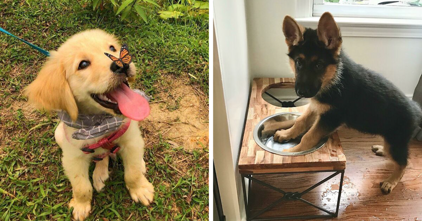 40 милейших фото собак, которые скрасят ваш день